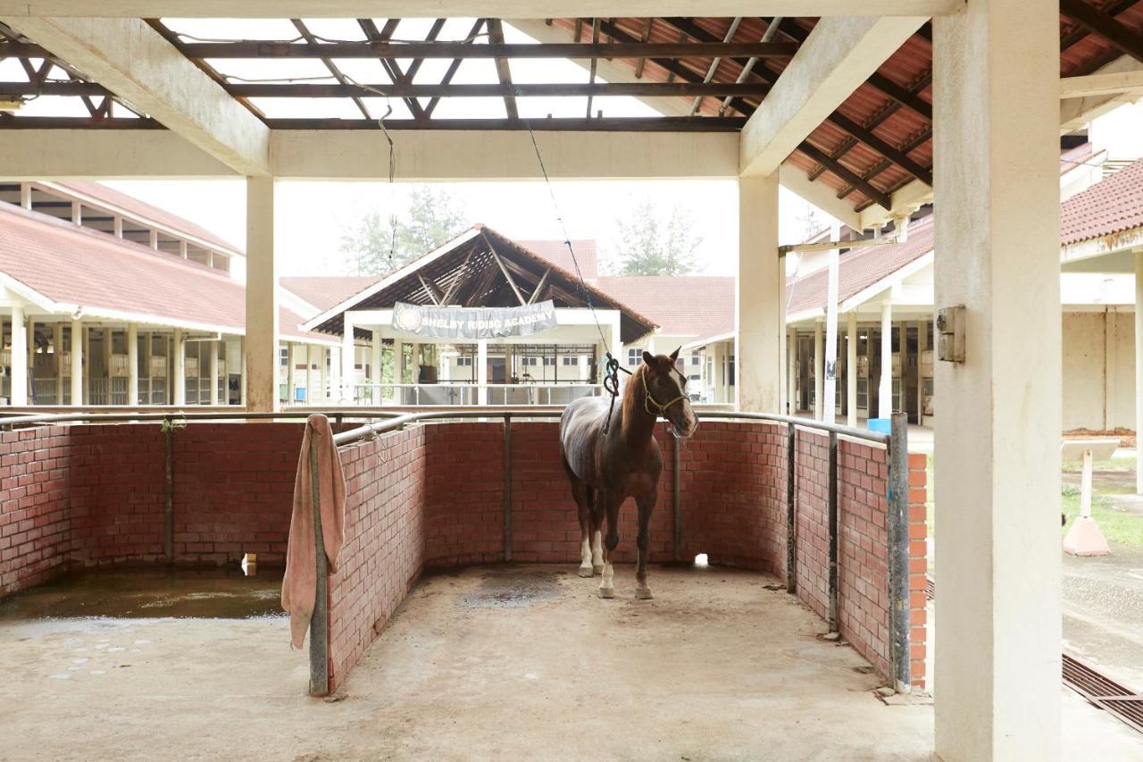 Terengganu Equestrian Resort Kuala Terengganu Eksteriør bilde